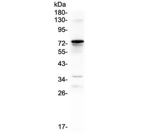 C9 Antibody / Complement component C9 - image 1