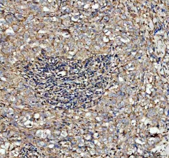 CFD Antibody / Complement Factor D - image 1