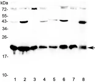 HP1 gamma Antibody / Heterochromatin protein-1 gamma / CBX3 - image 1