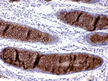 MUC2 Antibody / Mucin 2 - image 1