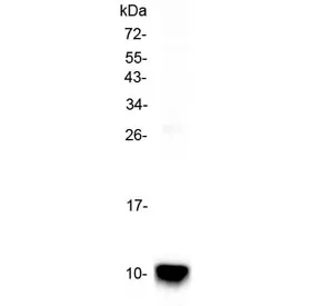 Uteroglobin Antibody / Scgb1a1 - image 1