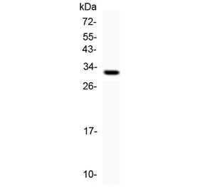 Kallikrein-1 Antibody / KLK1 - image 1