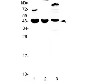 Il18 binding protein Antibody / Il18bp - image 1