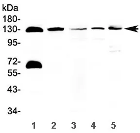 NEDD4-2 Antibody / NEDD4L - image 1