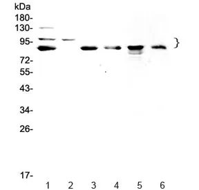 TPX2 Antibody / Targeting protein for Xklp2 / p100 - image 1