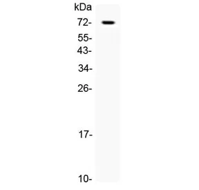 CRLF2 Antibody / TSLP Receptor - image 1