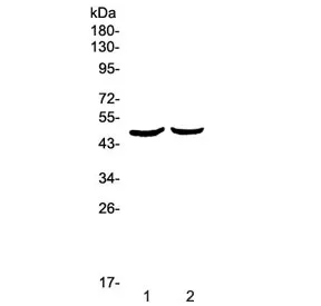 Urokinase Antibody / uPA / PLAU - image 1