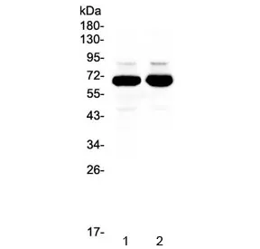 SF1 Antibody / Splicing factor 1 - image 1
