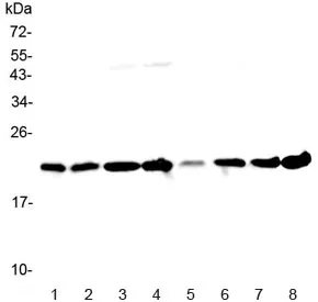 GLO1 Antibody / Glyoxalase I - image 1