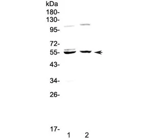 Caspase 8 Antibody (small subunit) - image 1