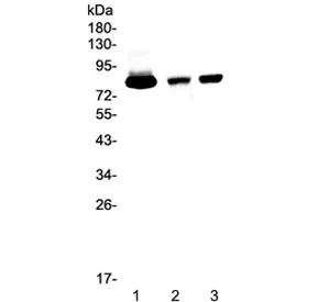 Lactoferrin Antibody / LTF - image 1