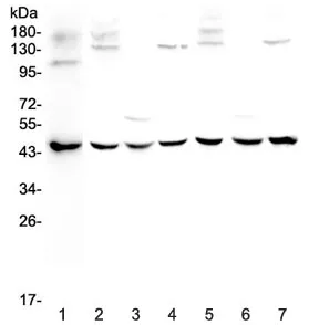 WWOX Antibody - image 1