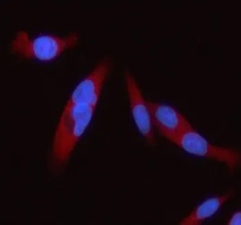STAT2 Antibody - image 1