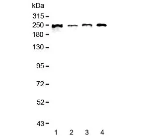 SCRIB Antibody / SCRIBBLE - image 1