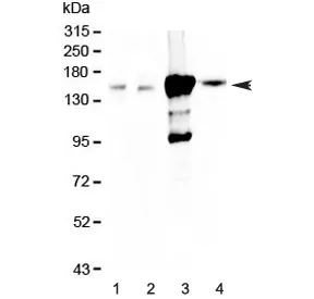 Periaxin Antibody / PRX - image 1