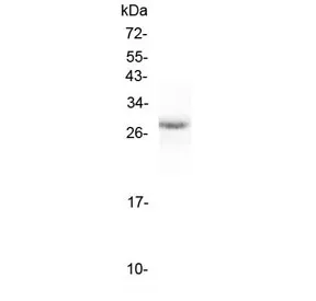 Erythropoietin Antibody - image 1