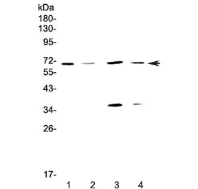 DNA Polymerase lambda Antibody / POLL - image 1