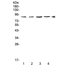 EOMES Antibody / Eomesodermin / TBR2 - image 1