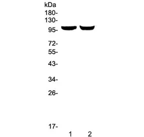 Dynamin 2 Antibody / DNM2 - image 1