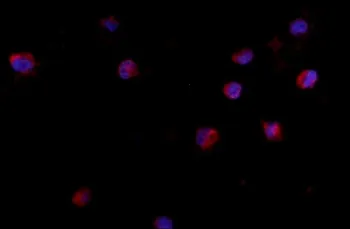 CD24 Antibody - image 1