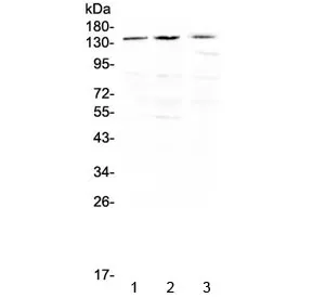 TrkA Antibody - image 1