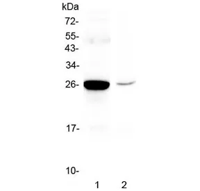 Mbl2 Antibody / Mannose-binding lectin 2 - image 1