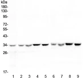 HLF Antibody / Hepatic Leukemia Factor - image 1