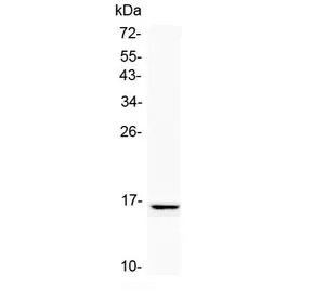 NPC2 Antibody / Niemann Pick C2 - image 1