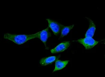 FABP5 Antibody (epidermal) - image 1
