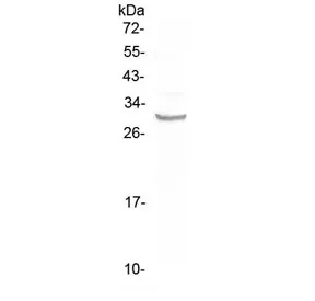 FRA1 Antibody / Fos-related antigen 1 - image 1