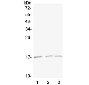 Lymphotactin Antibody / XCL1 - image 1