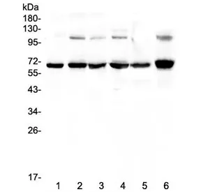 p65 Antibody / NF-kB - image 1