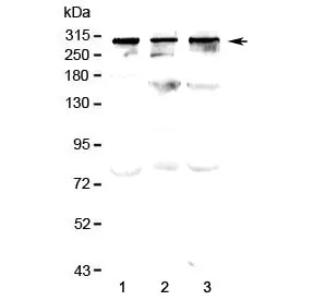 TPR Antibody / Translocated promoter region protein - image 1