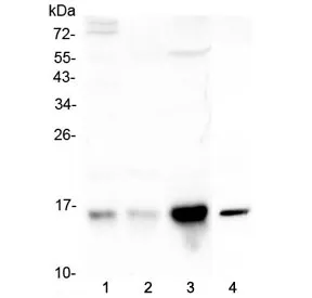 Cystatin C Antibody / Cystatin 3 - image 1