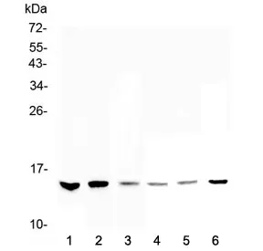WFDC2 Antibody / HE4 - image 1