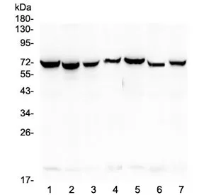 HSP70 Antibody / HSPA1A / HSPA1B - image 1