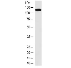 MYLK Recombinant Antibody / MLCK - image 1