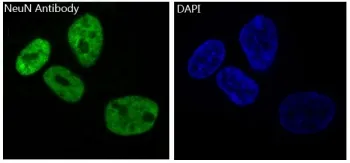 NeuN Recombinant Antibody / Fox3 - image 1