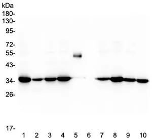 Emerin Antibody - image 1