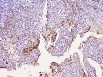 CD1b Antibody - image 1