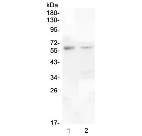 Macrophage Colony Stimulating Factor 1 Antibody / CSF1 - image 1