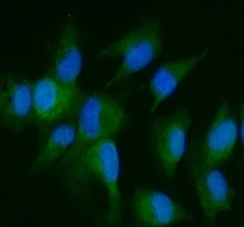 DDR2 Antibody - image 1