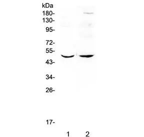 MEF2C Antibody - image 1