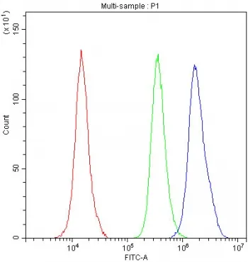 NRF1 Antibody / Nuclear Respiratory Factor 1 - image 1