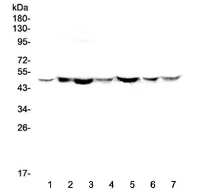 TANK Antibody - image 1