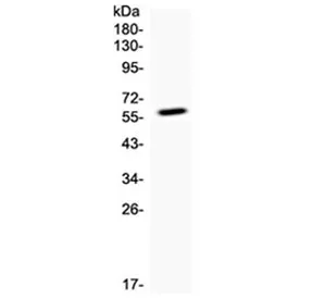 CD137 Antibody / 4-1BB - image 1