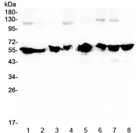 NONO Antibody / p54nrb - image 1