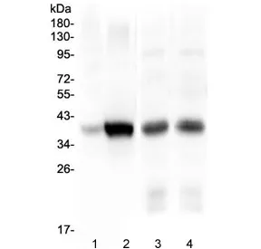 Thrombopoietin Antibody / THPO - image 1
