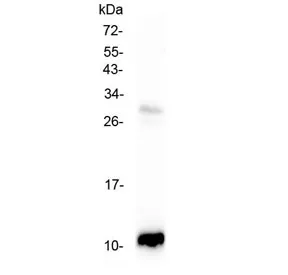 CCL2 Antibody / MCP1 - image 1