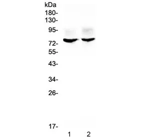 Kv1.1 Antibody / KCNA1 - image 1